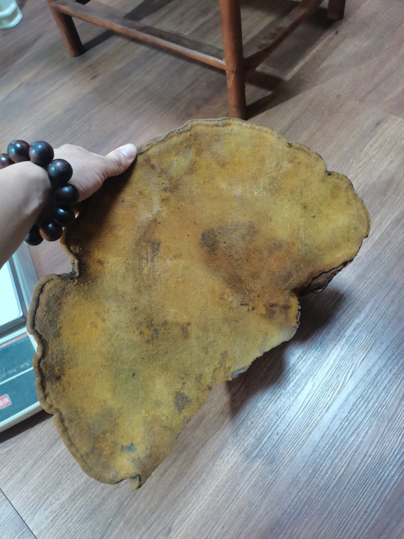 特大桑黄野生桑黄灵芝
