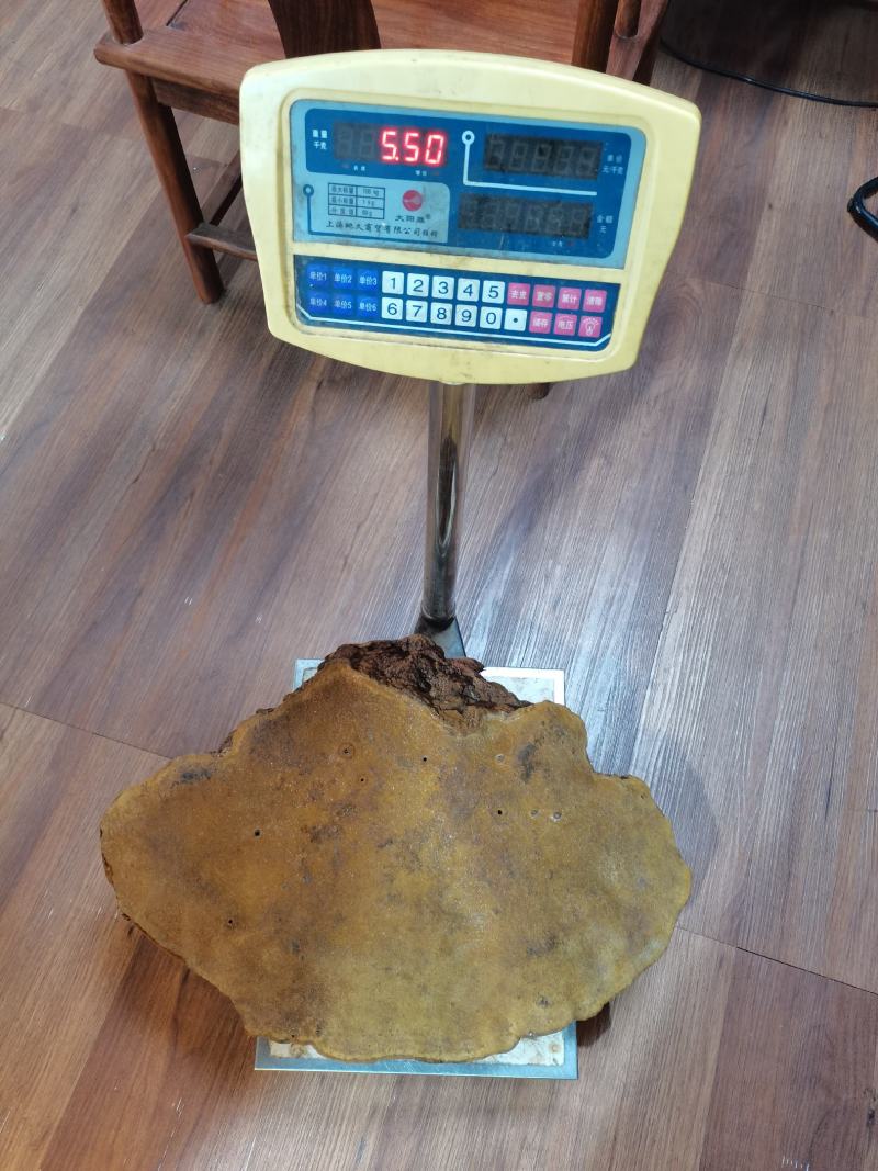 特大桑黄野生桑黄灵芝