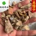 五倍子统货供应各种中药材矿石冷背货