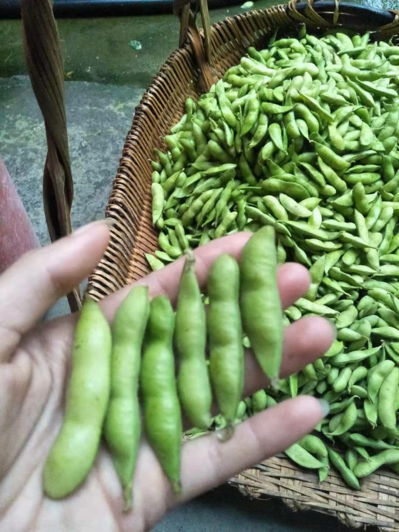 批发毛豆，饱满绿宝石，大量上市，量大从优