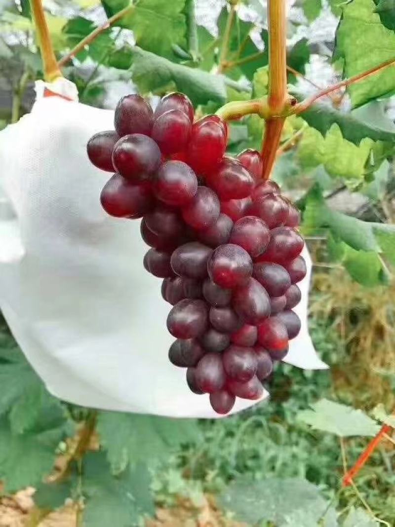 葡萄套袋无防布防鸟防水的葡萄专用袋桃子芒果水果套袋防虫