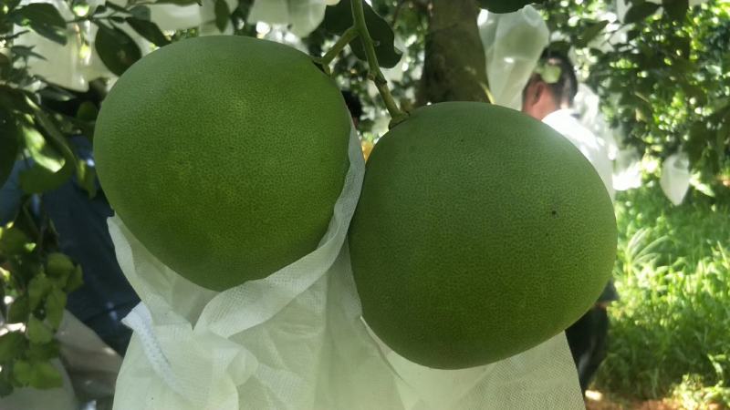 葡萄套袋无防布防鸟防水的葡萄专用袋桃子芒果水果套袋防虫