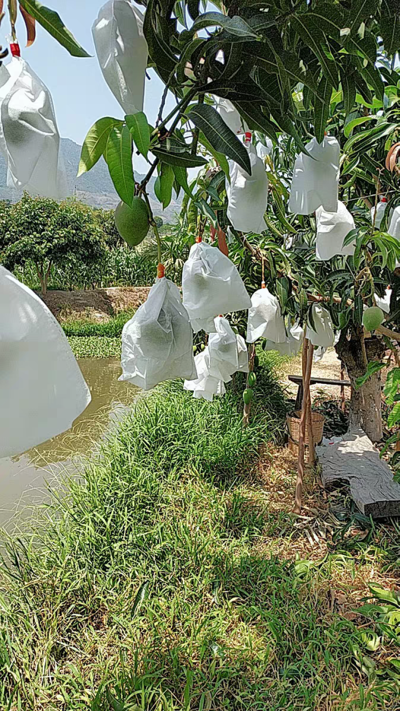 葡萄套袋无防布防鸟防水的葡萄专用袋桃子芒果水果套袋防虫