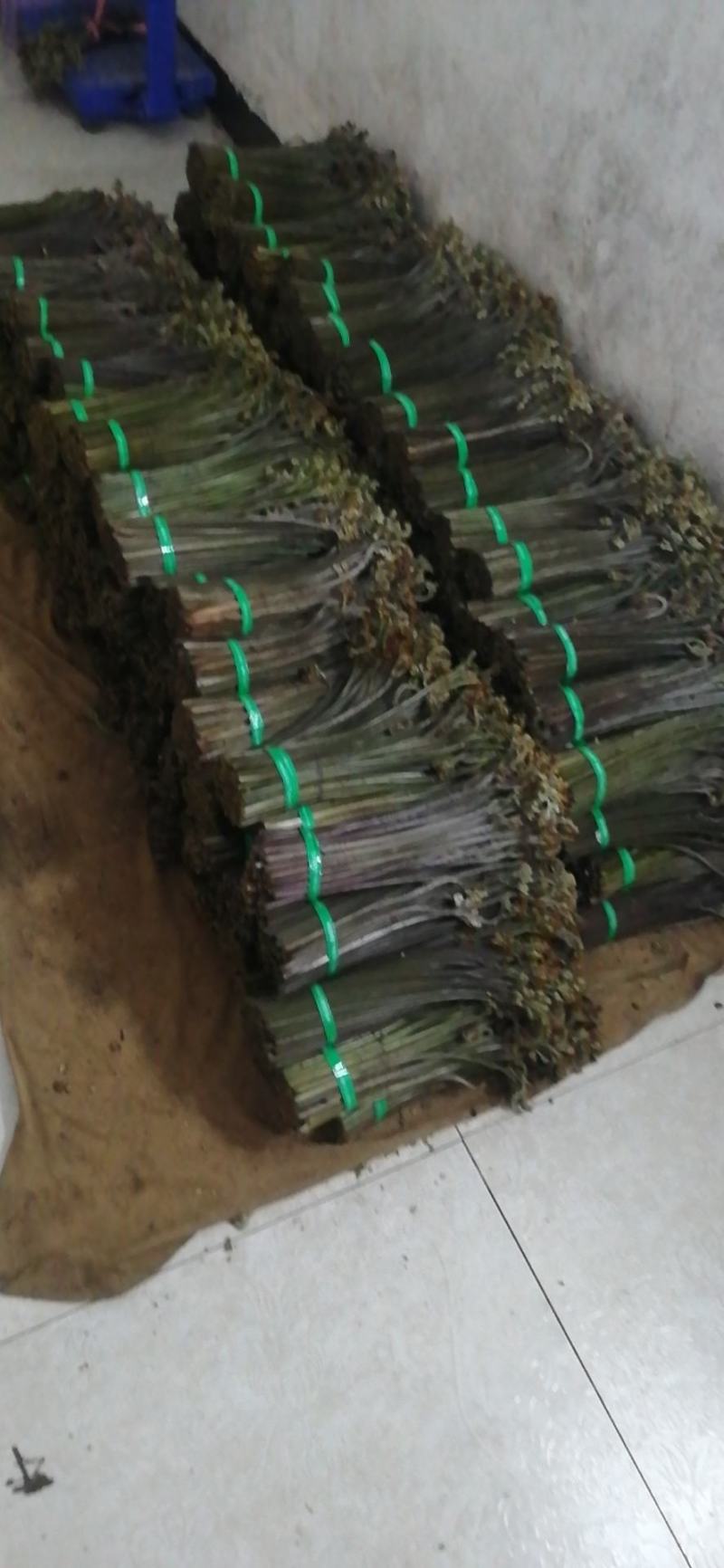 精品厥菜泡沫箱装10件起发