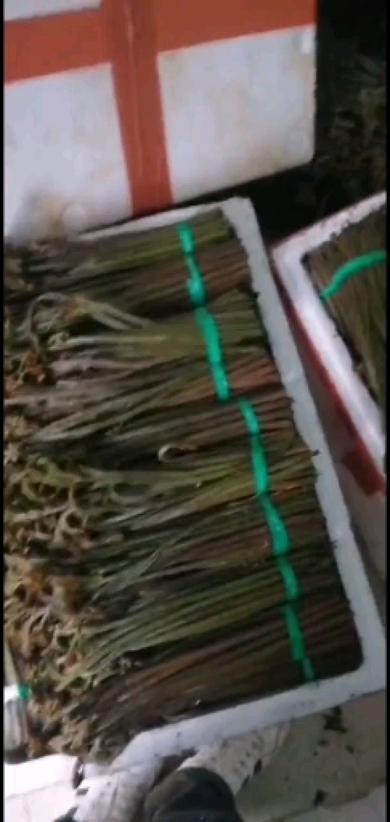 精品厥菜泡沫箱装10件起发