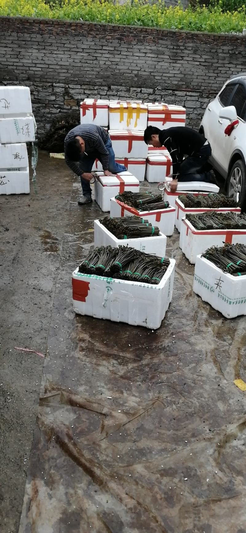 精品厥菜泡沫箱装10件起发