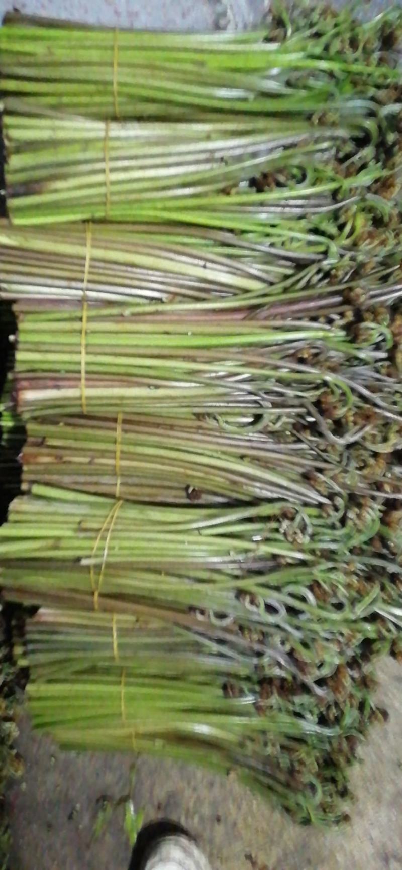 精品厥菜泡沫箱装10件起发