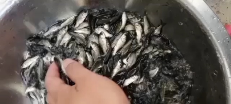 【优惠】中科三号银鲫鱼苗，中科五鲫鱼生长速度快