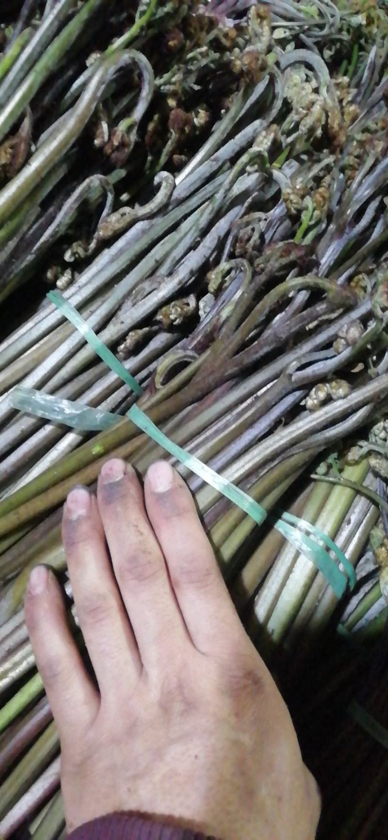 精品厥菜泡沫箱装10件起发