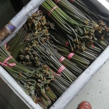 2026年蕨菜精品厥菜大量上市
