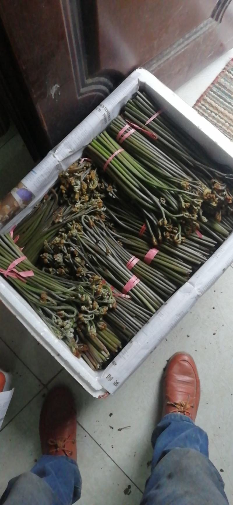 2026年蕨菜精品厥菜大量上市
