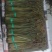 2026年蕨菜精品厥菜大量上市