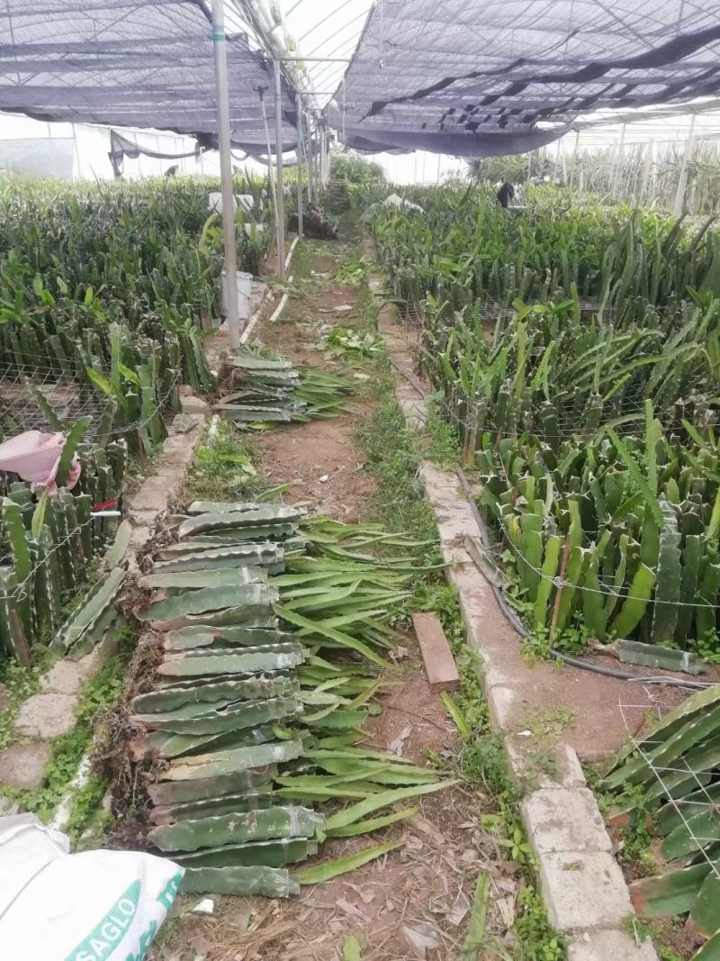 燕窝果苗燕窝火龙果苗新品种黄皮白肉火龙果苗瓜多厄尔麒麟果