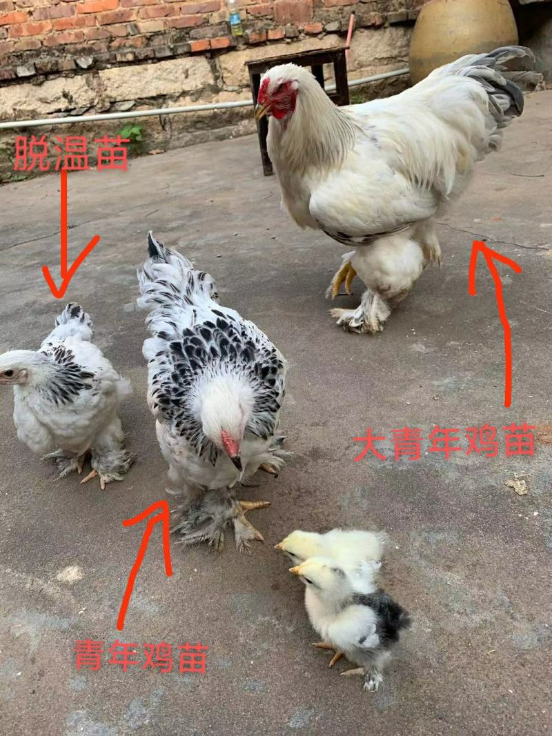 巨型黑白花婆罗门鸡种蛋包100%受精10个起包邮