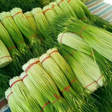 徐州丰县白帽红帽蒜苔大量上市，和老百姓一手货源