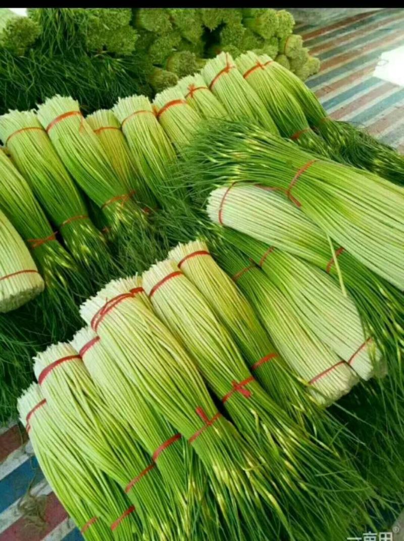 徐州丰县白帽红帽蒜苔大量上市，和老百姓一手货源