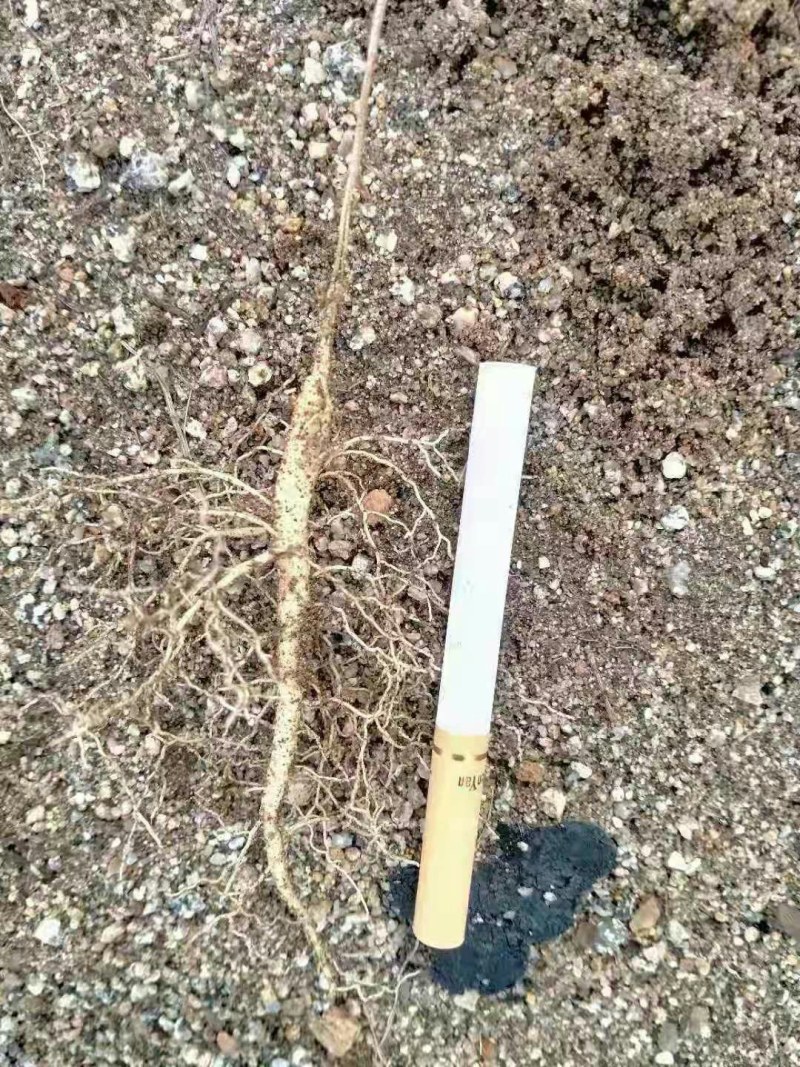白鲜皮苗，优质白鲜皮苗