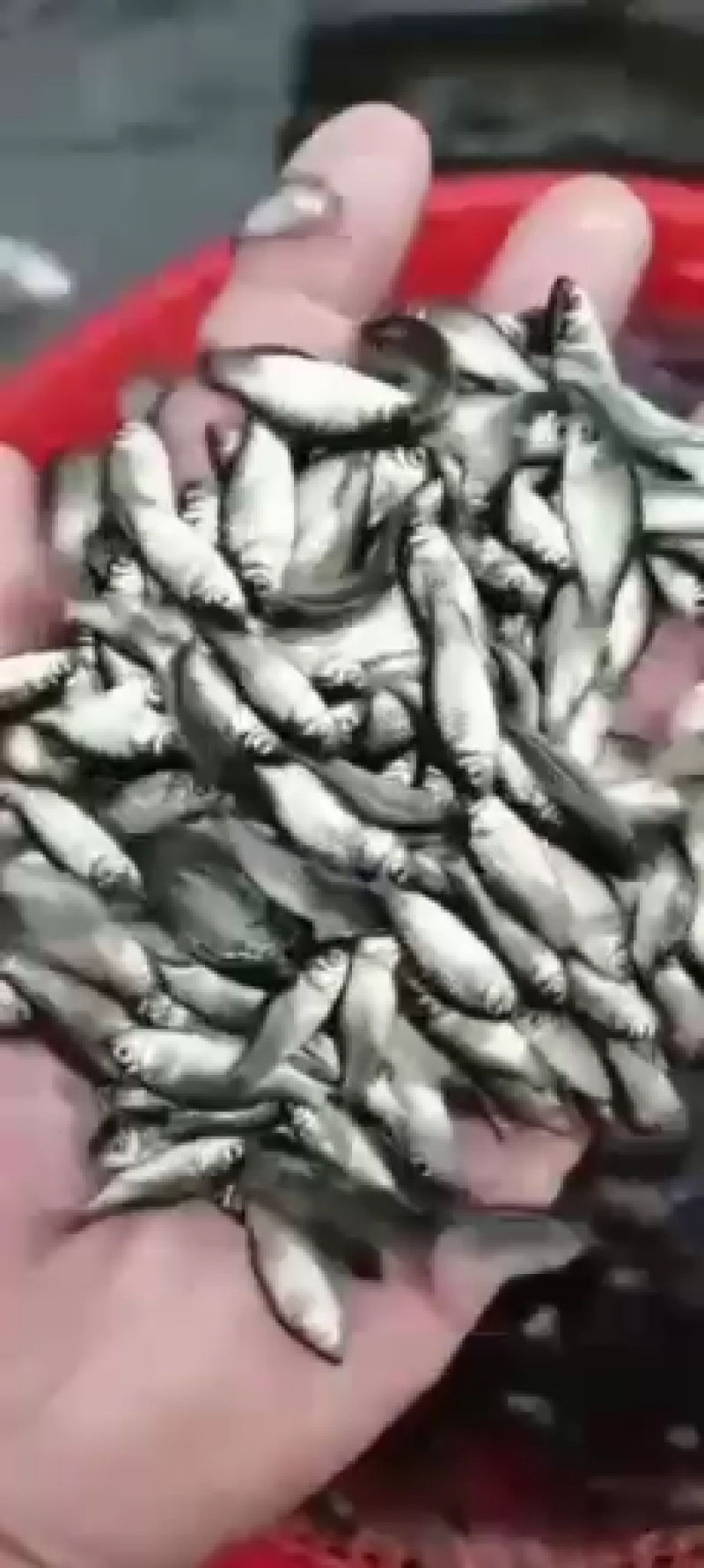 【优惠】中科三号银鲫鱼苗，中科五鲫鱼生长速度快