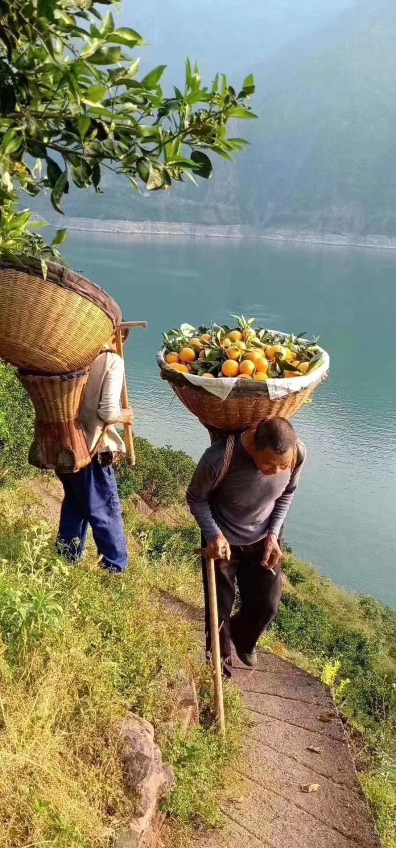 红橙:中华红心橙血橙产地直销，挂树鲜果爆爆农户一手货源
