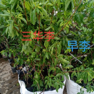 李子苗，三华李，早李
