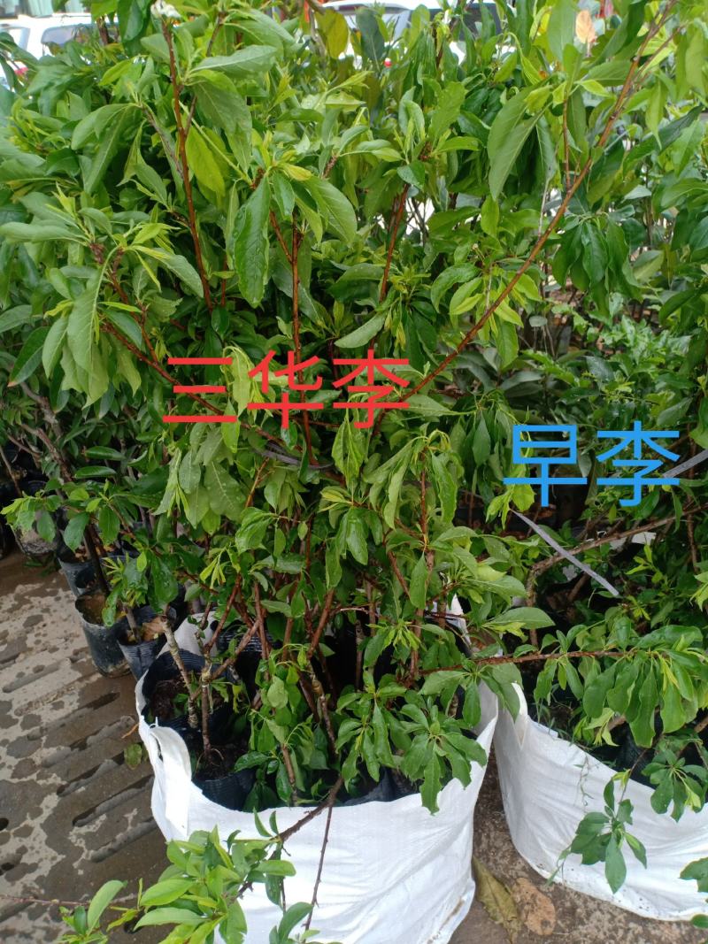 李子苗，三华李，早李