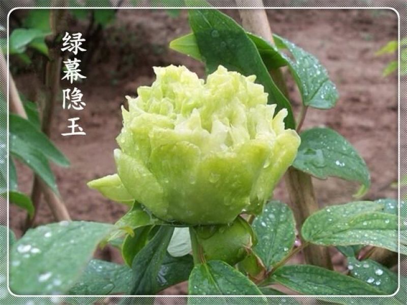 精品观赏牡丹欢迎新老客户选购，诚信第一，为您挑选优质良好