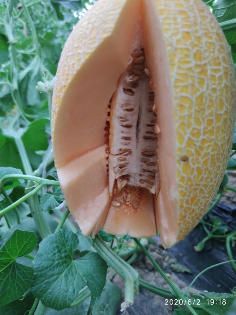 精品哈密瓜网纹瓜黄皮新疆哈密瓜质量保证量大从优