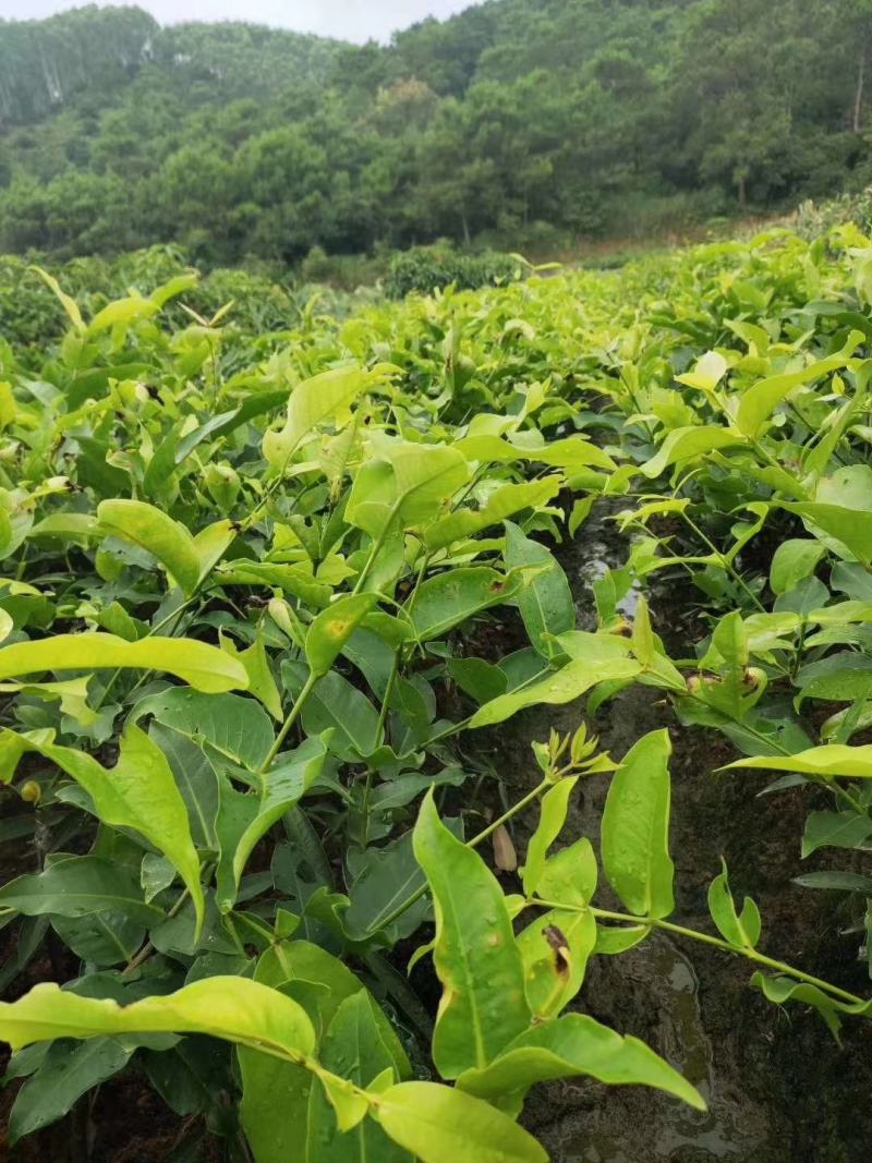 黑糖芭比莲雾树苗巴掌莲雾嫁接树苗带土带叶货真价实盆栽莲雾