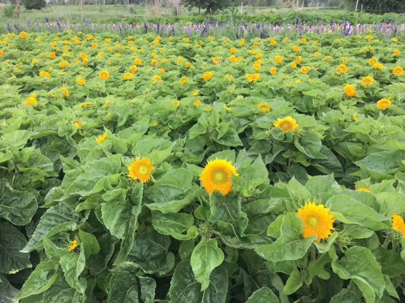 观赏向日葵种子花种籽油葵瓜子食用葵花籽向日葵种籽矮杆盆栽