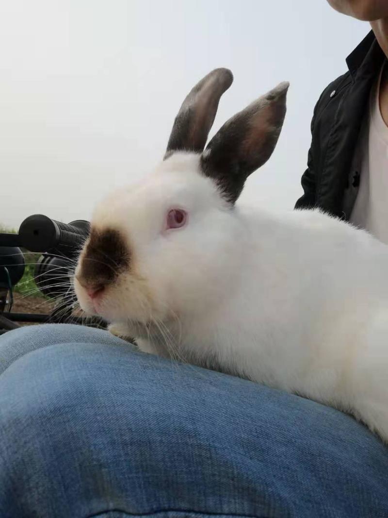 白兔比利时兔伊拉兔淘汰兔兔子