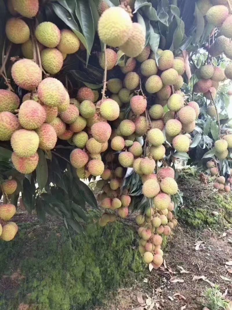 荔枝苗妃子笑荔枝苗可视频看苗支付线上交易产地直销