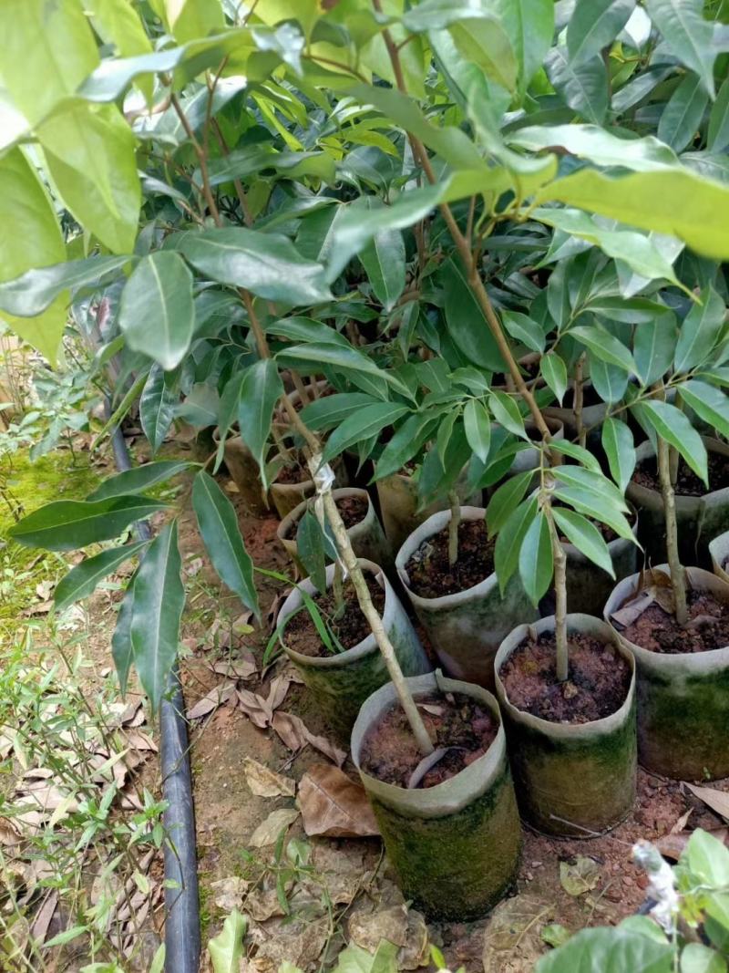 荔枝苗妃子笑荔枝苗可视频看苗支付线上交易产地直销