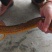 黄鳝苗，鳝鱼苗，人工养殖鳝鱼苗，正中黄鳝鱼苗，黑鳝鱼苗