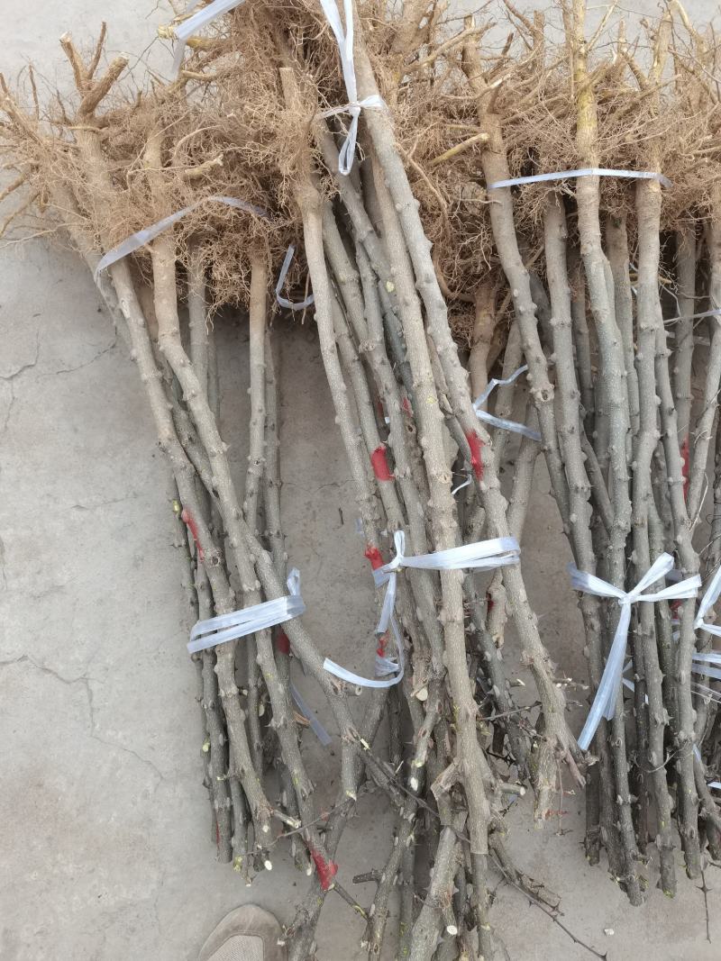 无刺花椒苗狮子头苗，大红袍花椒苗，高产，提供种植技术