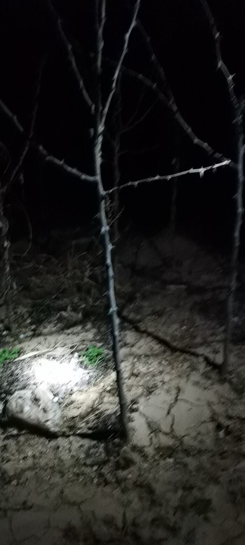 无刺花椒苗狮子头苗，大红袍花椒苗，高产，提供种植技术