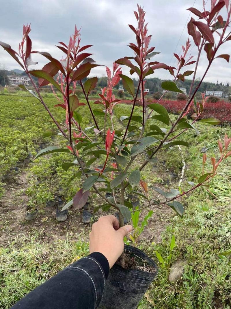 红叶石楠工程苗红叶石楠大杯苗高度20之100