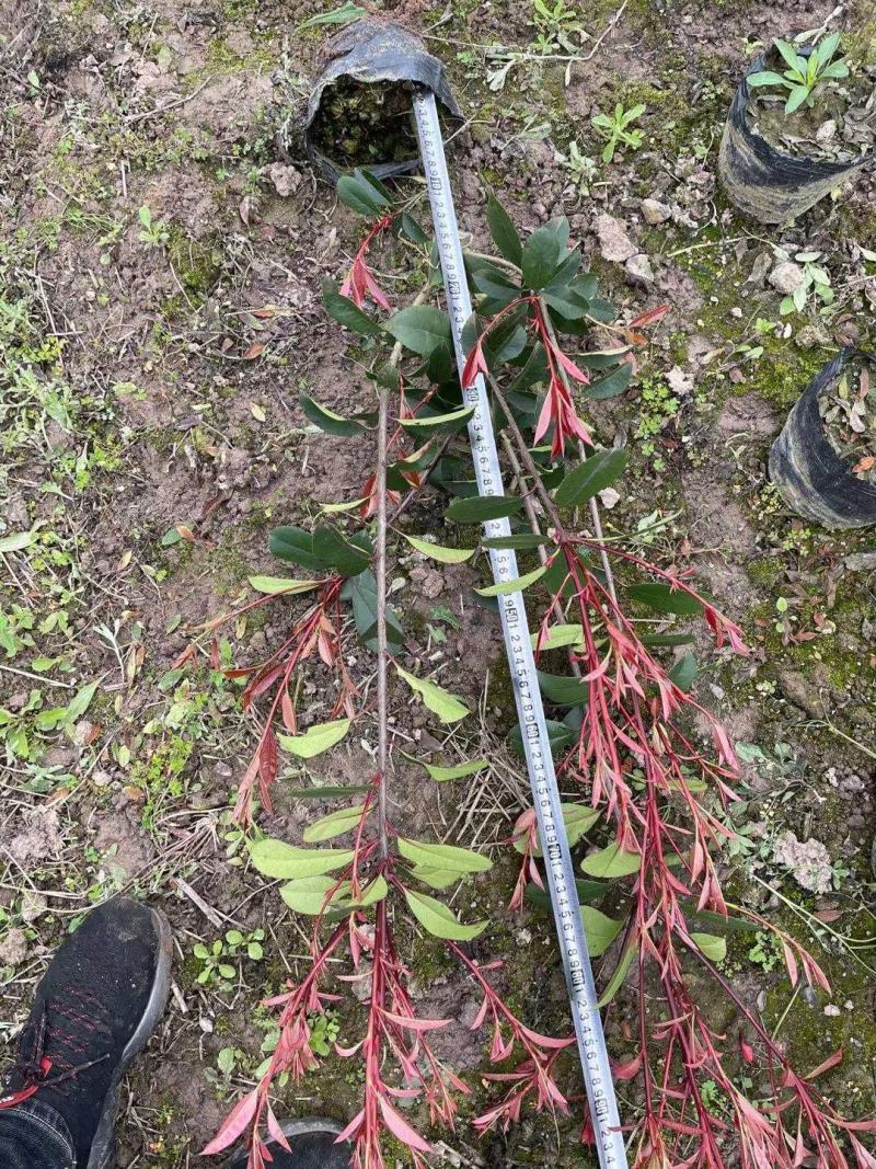 红叶石楠工程苗红叶石楠大杯苗高度20之100