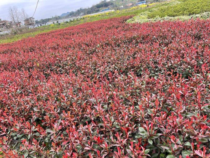 红叶石楠工程苗红叶石楠大杯苗高度20之100