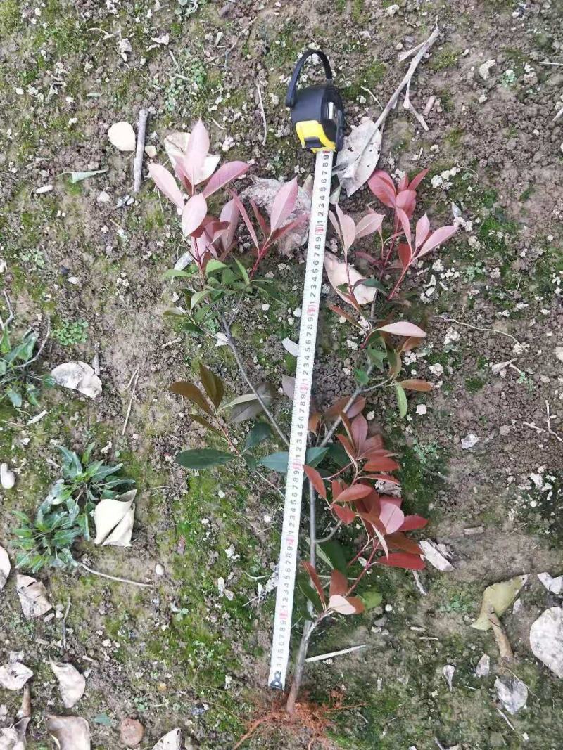 红叶石楠工程苗红叶石楠大杯苗高度20之100