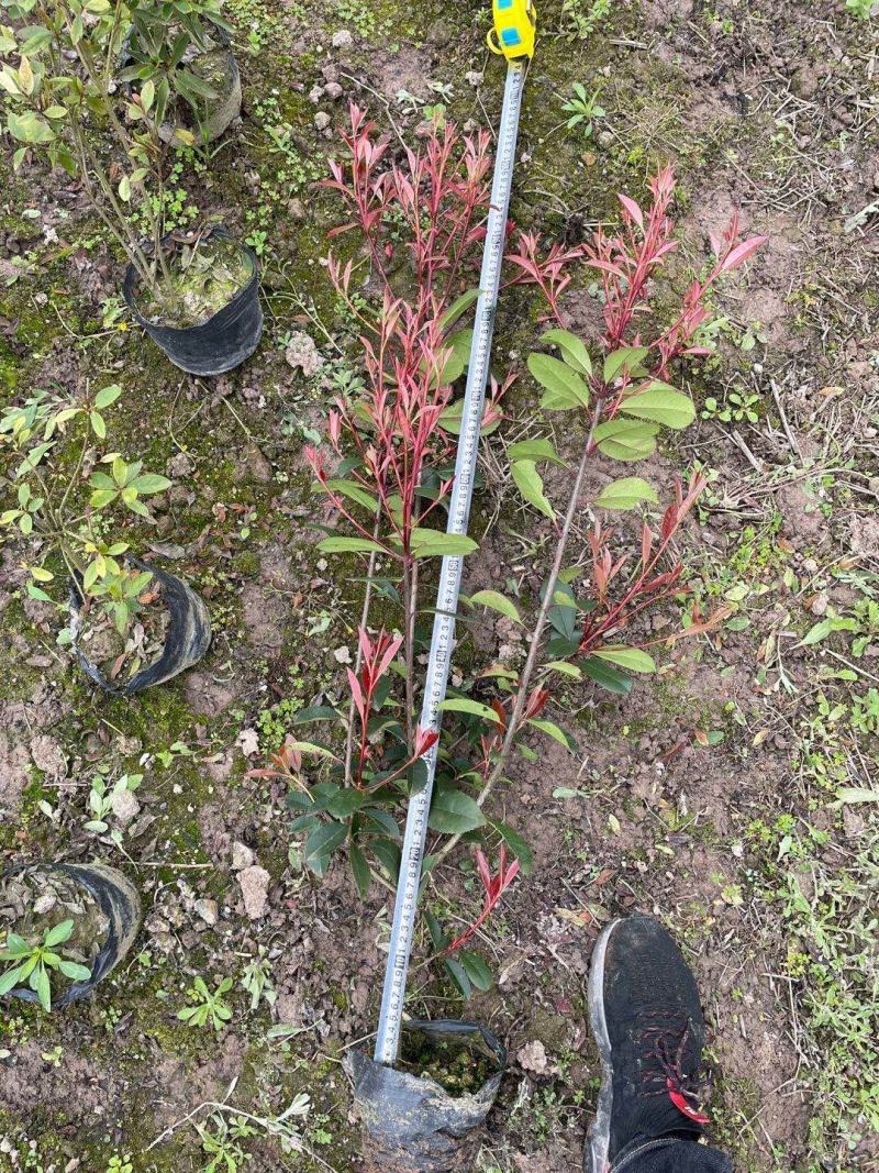 红叶石楠工程苗红叶石楠大杯苗高度20之100