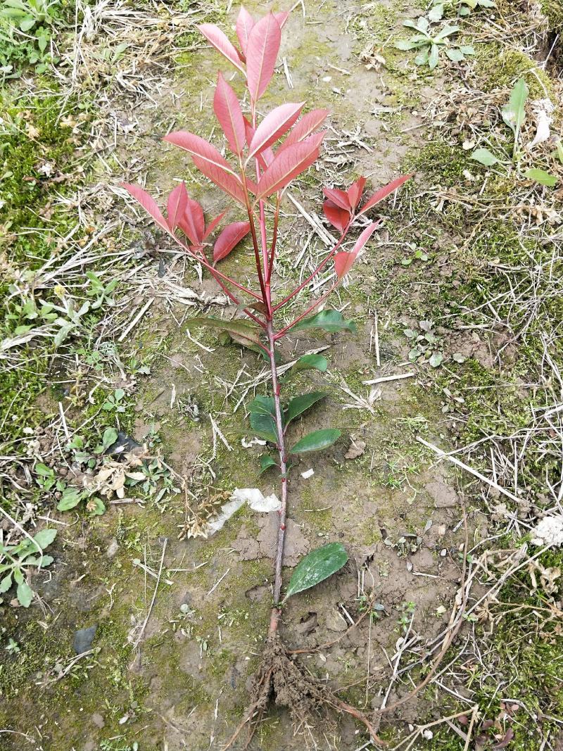 红叶石楠工程苗红叶石楠大杯苗高度20之100