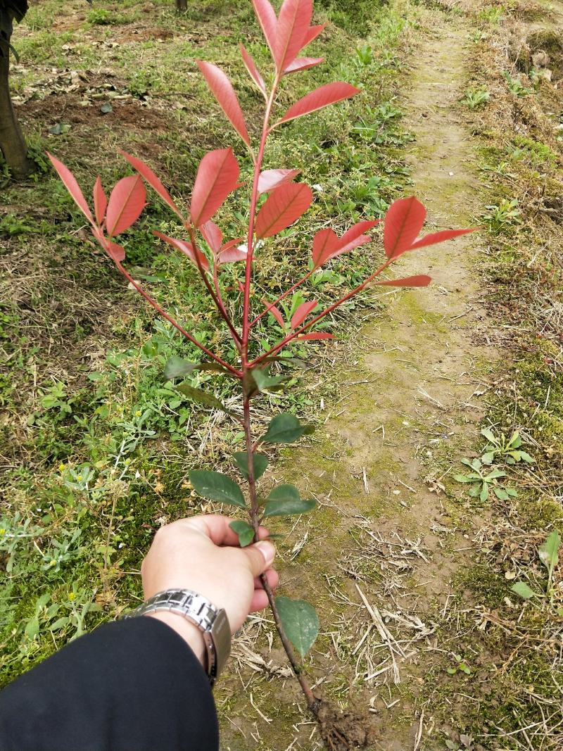 红叶石楠工程苗红叶石楠大杯苗高度20之100