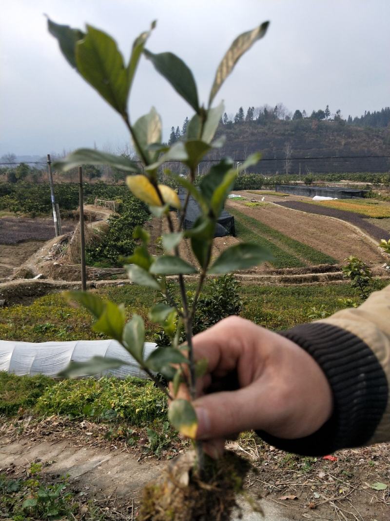 栀子花大叶中叶小叶分支多叶面清秀
