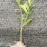 栀子花大叶中叶小叶分支多叶面清秀