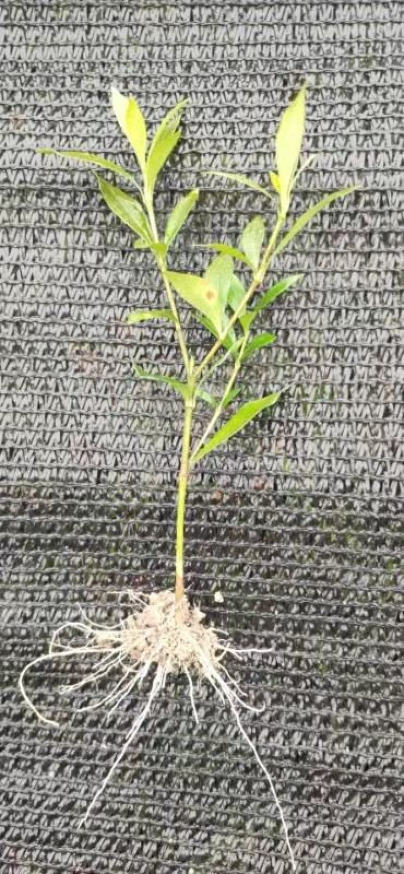 栀子花大叶中叶小叶分支多叶面清秀