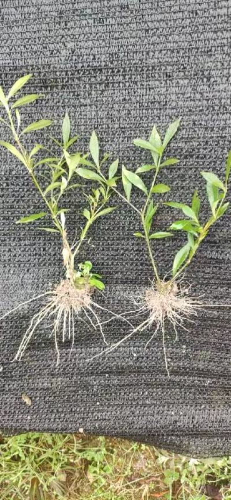 栀子花大叶中叶小叶分支多叶面清秀