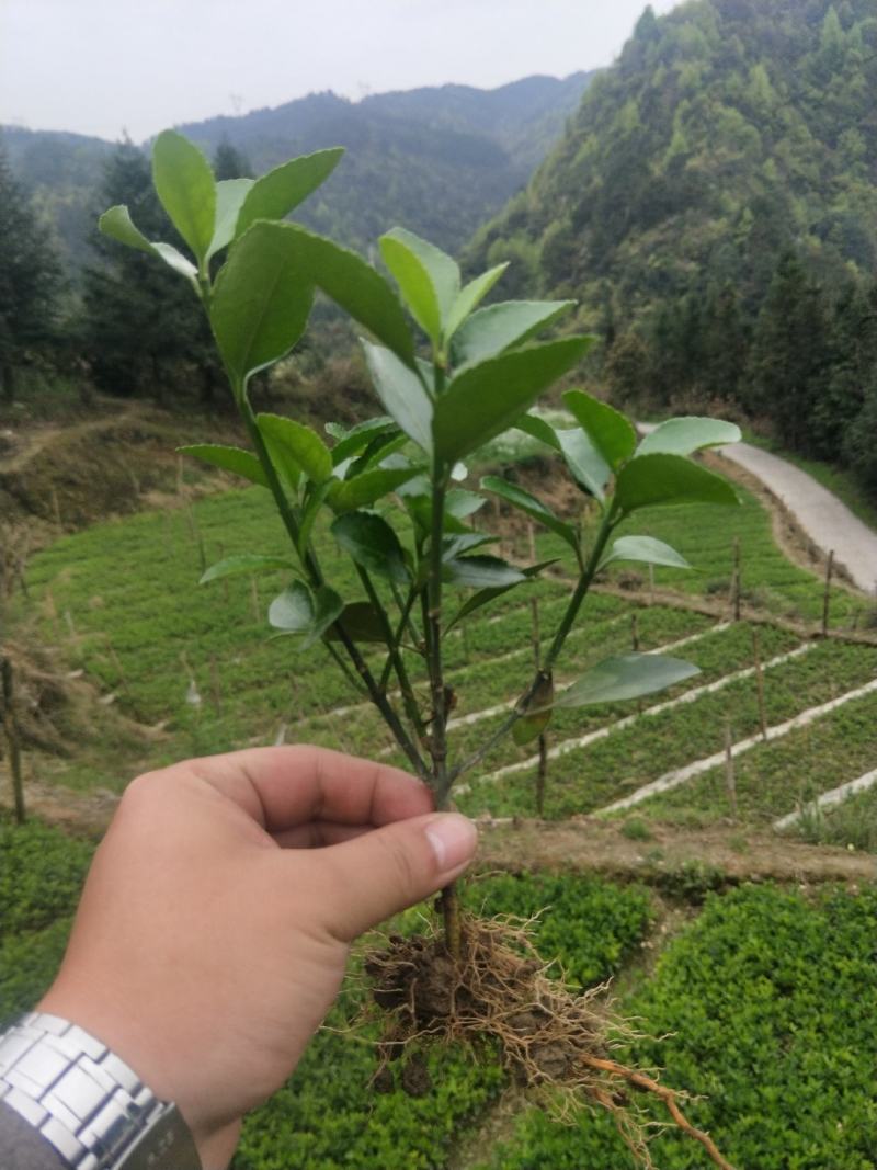 大叶黄杨万年青分支多叶子茂盛