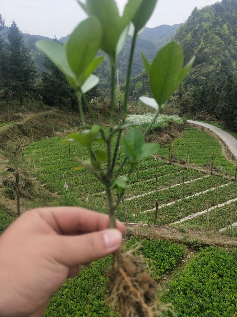 大叶黄杨万年青分支多叶子茂盛