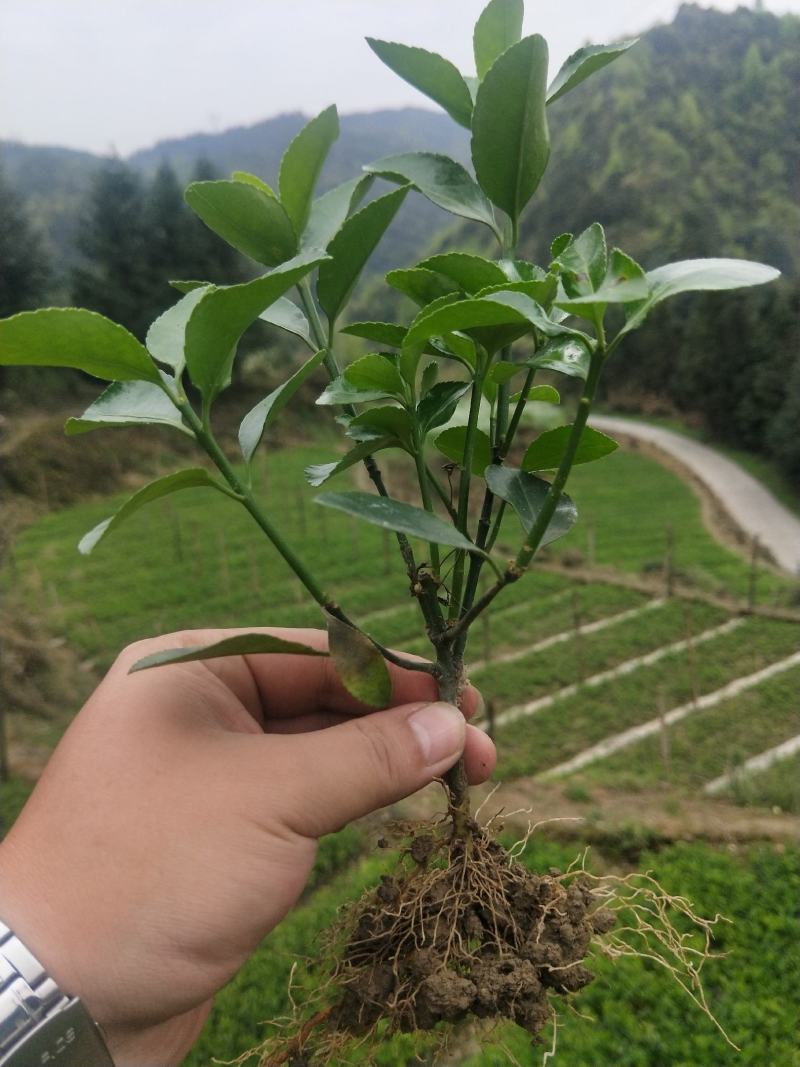 大叶黄杨万年青分支多叶子茂盛