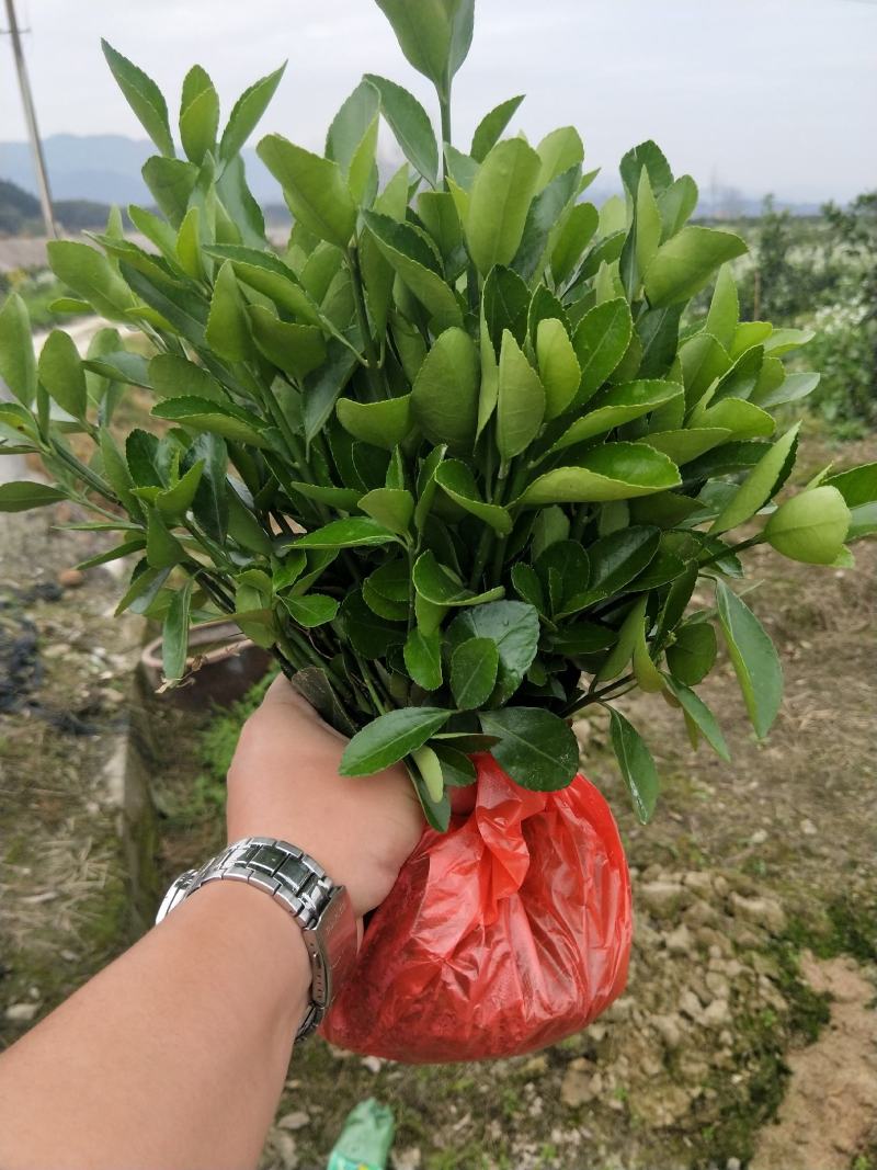 大叶黄杨万年青分支多叶子茂盛
